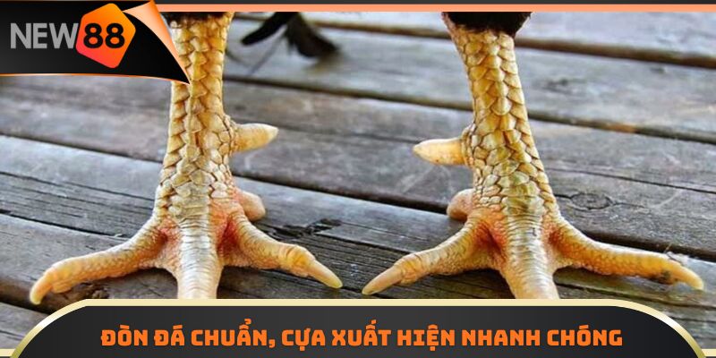 Đòn đá chuẩn, cựa xuất hiện nhanh chóng