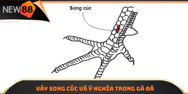 Vảy song cúc và ý nghĩa trong gà đá